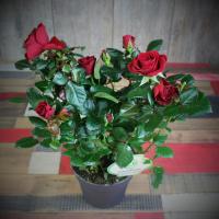 Роза  Luxury Plants патио Аморе красная на VALLES.TOP