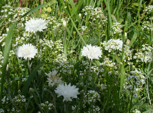 Клумба садовая Бело-голубое безе круглая (готовое решение) на VALLES.TOP