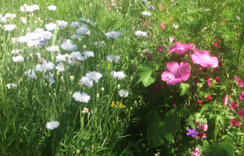 Клумба садовая Бело-розовый зефир круглая (готовое решение) на VALLES.TOP