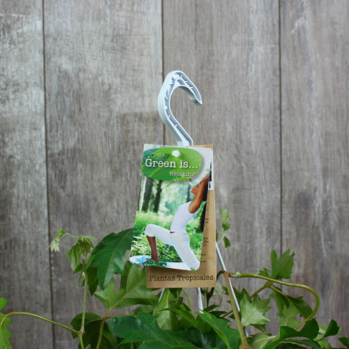 Циссус Luxury Plants подвесной на VALLES.TOP