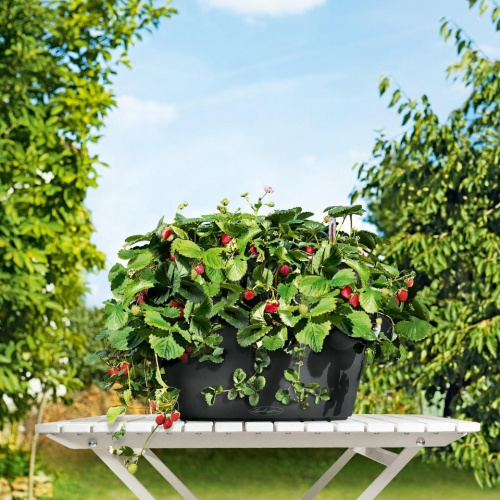 Кашпо Lechuza Cascada Color на VALLES.TOP