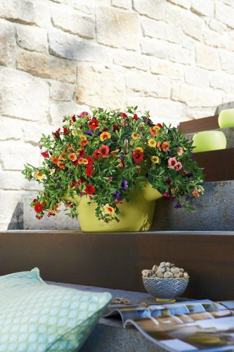 Кашпо Lechuza Cascadino Color на VALLES.TOP