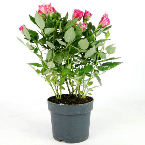 Роза Luxury Plants Кордана Джиджи на VALLES.TOP