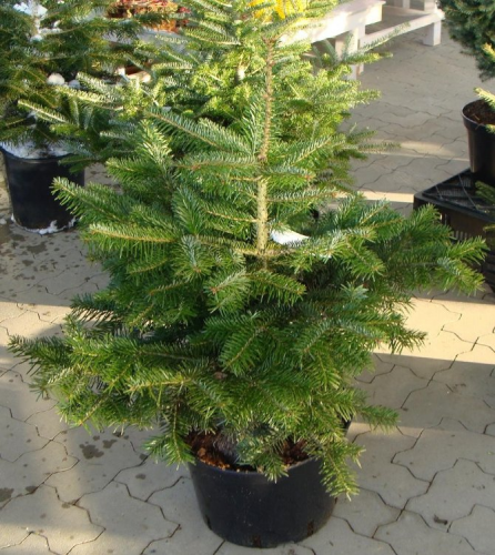 Пихта Luxury Plants нормандская на VALLES.TOP