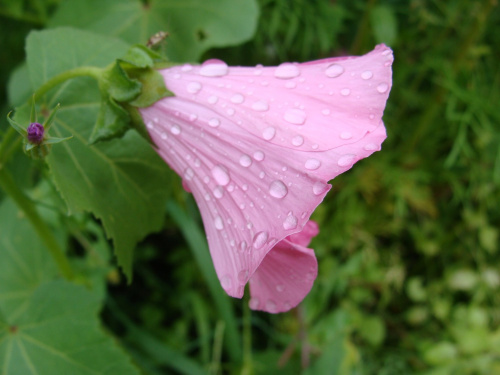 Клумба садовая Голубой акцент угловая (готовое решение) на VALLES.TOP