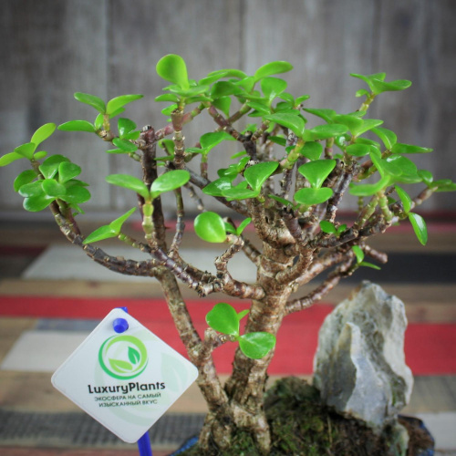 Крассула Luxury Plants Счастливый Суйдзей, со скалой на VALLES.TOP