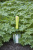 Совок Burgon & Ball Florabrite садовый, флуоресцентный, желтый на VALLES.TOP