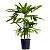 Рапис Luxury Plants на VALLES.TOP