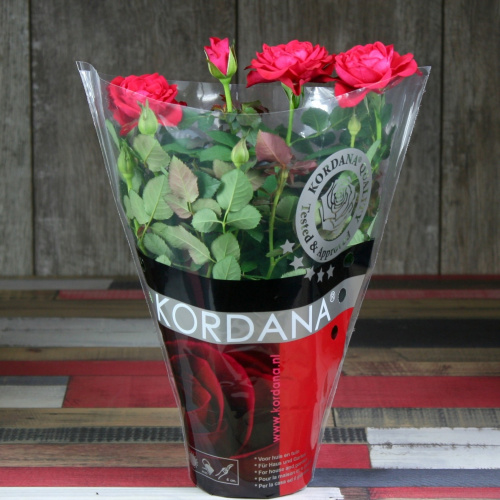 Роза Luxury Plants Кордана Скарлет Мерседес красная на VALLES.TOP