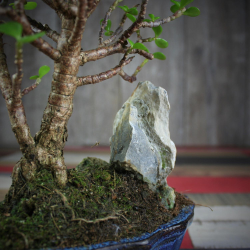 Крассула Luxury Plants Счастливый Суйдзей, со скалой на VALLES.TOP