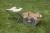 Стул Esschert Design Gardentools садовый с сумкой для инструментов, коричневый Стул Esschert Design Gardentools садовый с сумкой для инструментов, коричневый на VALLES.TOP