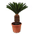 Цикас Luxury Plants на VALLES.TOP