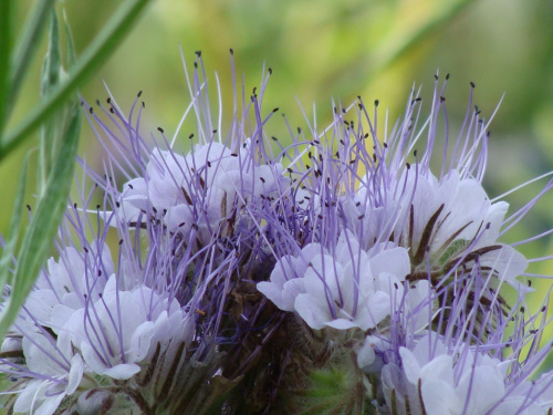 Клумба садовая Белый остров угловая (готовое решение) на VALLES.TOP