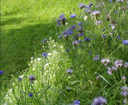 Клумба садовая Бело-голубое безе круглая (готовое решение) на VALLES.TOP