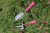 Совок Burgon & Ball Florabrite садовый, флуоресцентный, розовый на VALLES.TOP