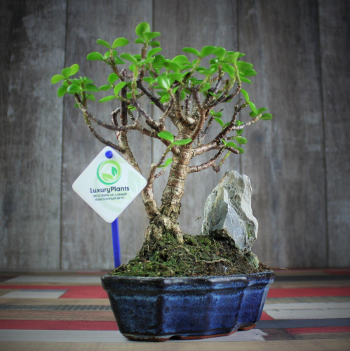 Крассула Luxury Plants Счастливый Суйдзей, со скалой на VALLES.TOP