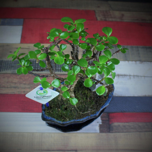 Крассула Luxury Plants Счастливый Суйдзей, со скалой на VALLES.TOP