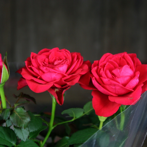 Роза Luxury Plants Кордана Скарлет Мерседес красная на VALLES.TOP