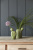 Ваза Burgon & Ball S Кактус Indoor Pots керамическая на VALLES.TOP