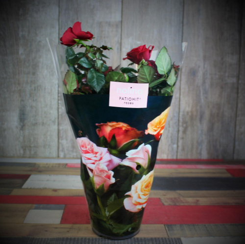 Роза  Luxury Plants патио Аморе красная на VALLES.TOP