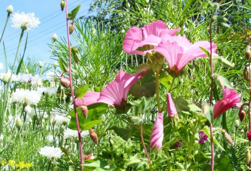 Клумба садовая Бело-розовый зефир круглая (готовое решение) на VALLES.TOP