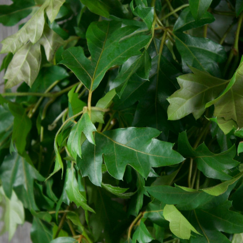 Циссус Luxury Plants подвесной на VALLES.TOP