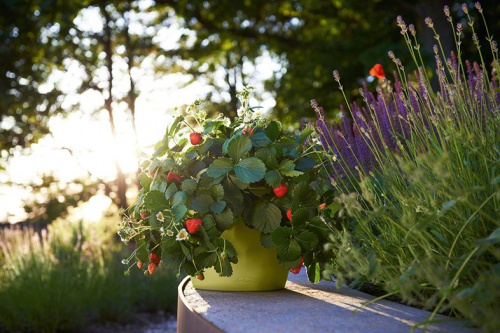 Кашпо Lechuza Cascadino Color на VALLES.TOP