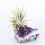 Друза Levitera Аметист с тилландсией ионанта на VALLES.TOP