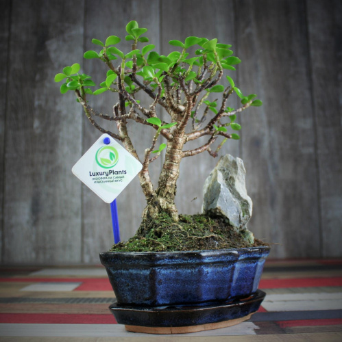 Крассула Luxury Plants Счастливый Суйдзей, со скалой на VALLES.TOP