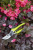 Секатор Burgon & Ball Florabrite садовый, флуоресцентный, желтый на VALLES.TOP