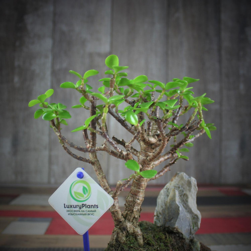 Крассула Luxury Plants Счастливый Суйдзей, со скалой на VALLES.TOP
