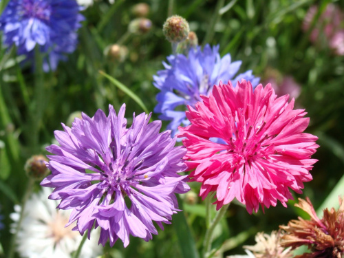 Клумба садовая Голубой акцент угловая (готовое решение) на VALLES.TOP