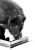 Набор Eichholtz Skull держателей для книг, 2 шт. на VALLES.TOP