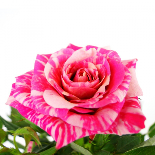 Роза Luxury Plants Кордана Джиджи на VALLES.TOP