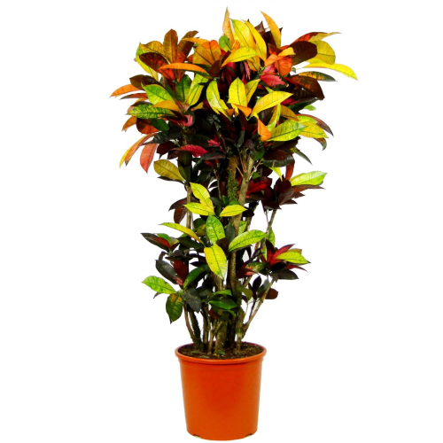 Кротон Luxury Plants Миссис Айстон на VALLES.TOP