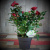 Роза  Luxury Plants патио Аморе красная на VALLES.TOP