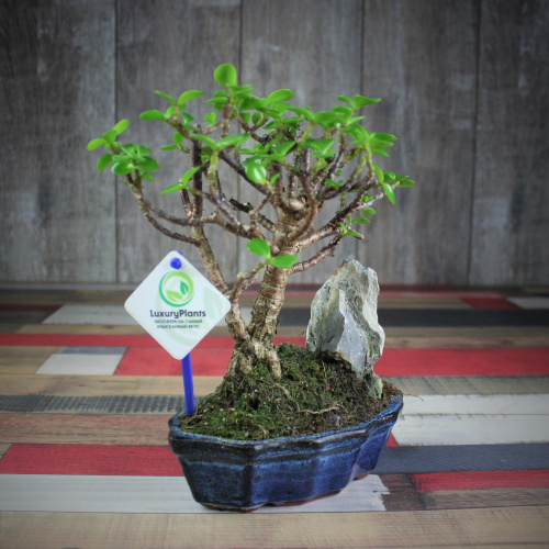 Крассула Luxury Plants Счастливый Суйдзей, со скалой на VALLES.TOP