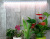 Фитосветильник Luxury Plants светодиодный, 10 Вт на VALLES.TOP