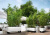 Кашпо Lechuza Trio Cottage 30 см Кашпо Lechuza Trio Cottage 30 см на VALLES.TOP