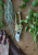 Секатор для цветов GardenGirl Chelsea Collection Секатор для цветов GardenGirl Chelsea Collection на VALLES.TOP
