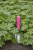 Совок Burgon & Ball Florabrite садовый, флуоресцентный, розовый на VALLES.TOP