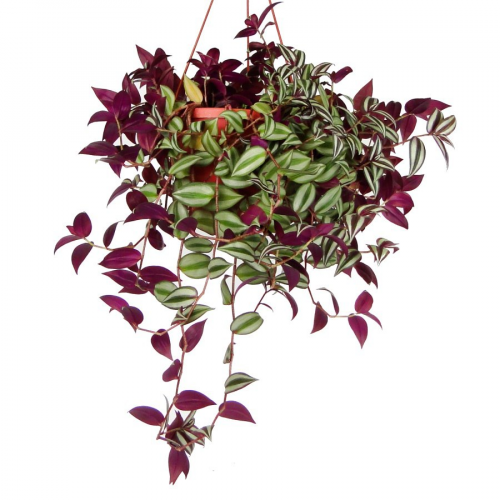 Традесканция Luxury Plants Квадриколор на VALLES.TOP