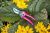 Секатор Burgon & Ball Florabrite садовый, флуоресцентный, розовый на VALLES.TOP