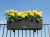 Кашпо Lechuza Balconera Cottage 80 см Кашпо Lechuza Balconera Cottage 80 см на VALLES.TOP