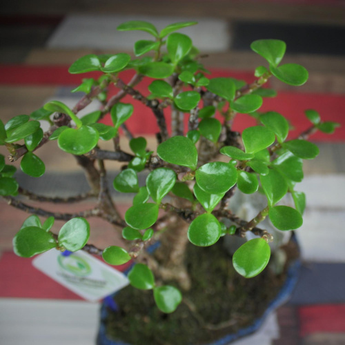 Крассула Luxury Plants Счастливый Суйдзей, со скалой на VALLES.TOP